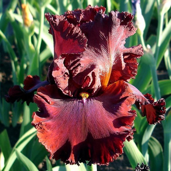 rouge-violet (600x600, 86Kb)