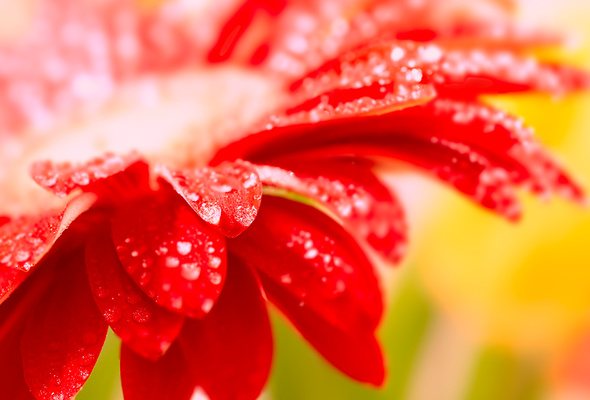 rouge (590x400, 88Kb)