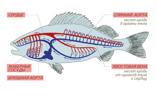 Système circulatoire des poissons