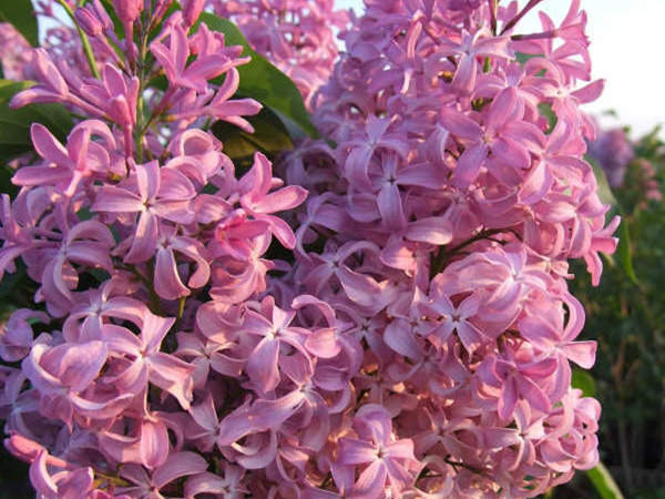 Acheter des fleurs dans la boutique en ligne Parisienne - les lilas aux pétales de forme inhabituelle surprendront même la jeune femme la plus capricieuse.
