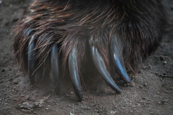 La patte de l'ours est une arme redoutable, avec cinq griffes qui dépassent vers l'avant.