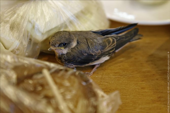 taille de l'oiseau hirondelle
