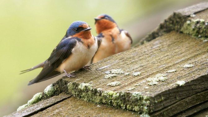 photo d'une espèce d'oiseau hirondelle