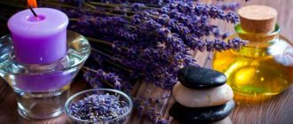 lavande signification de la fleur