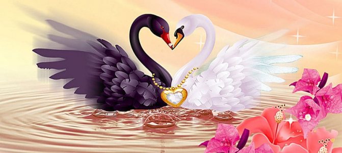 les cygnes - un symbole d'amour