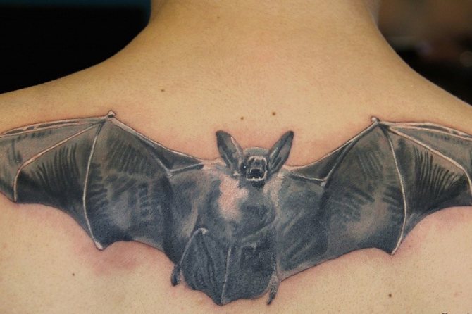 Chauve-souris