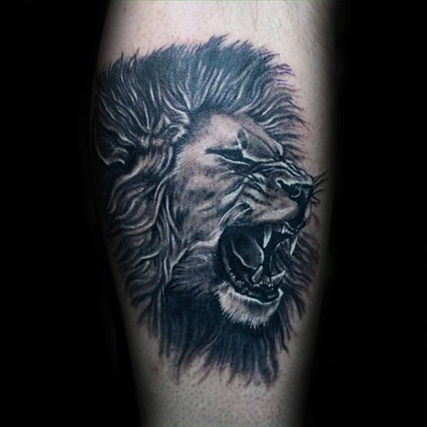 lion sur un veau