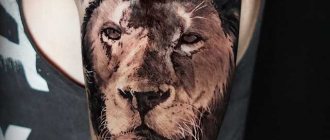 tatouage de lion sur l'épaule