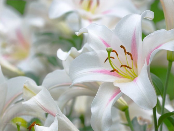 lys (700x525, 92Kb)