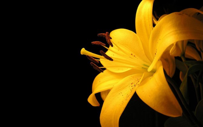 lily2 (700x437, 55Kb)