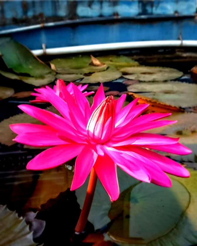 Lotus - fleur des Dieux