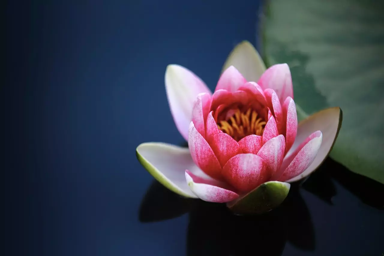 Fleur ancienne du lotus