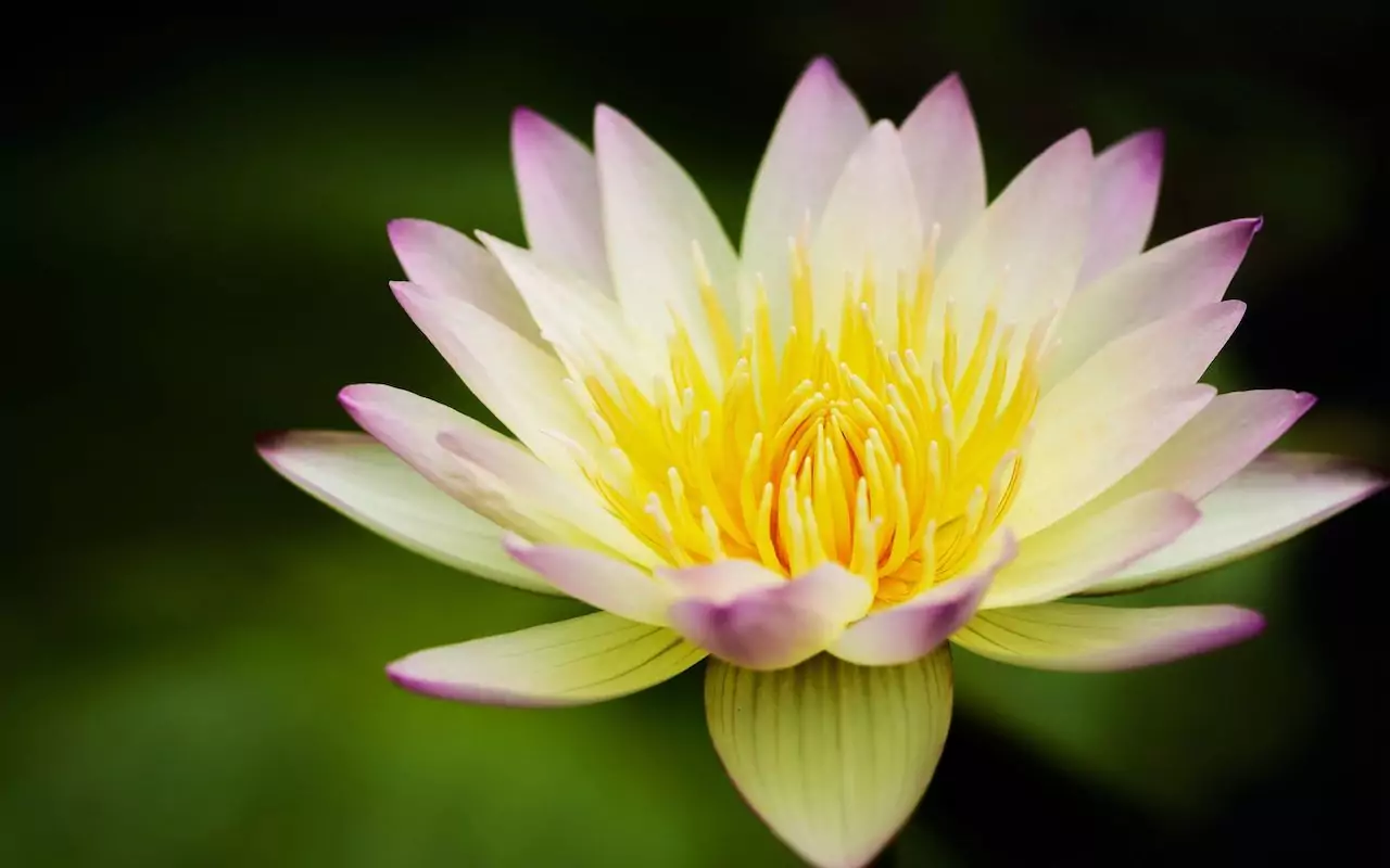 Fleur de lotus