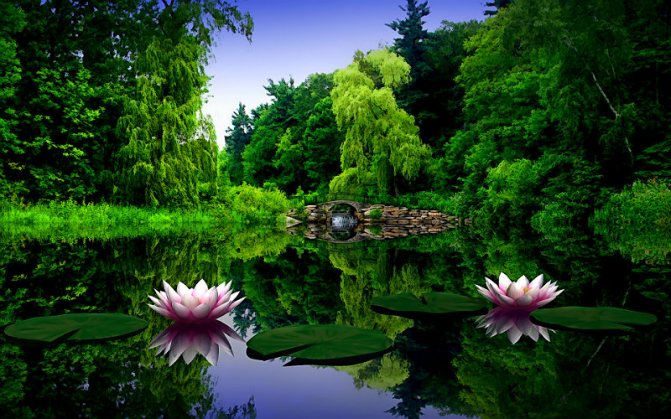 Le lotus et son symbolisme