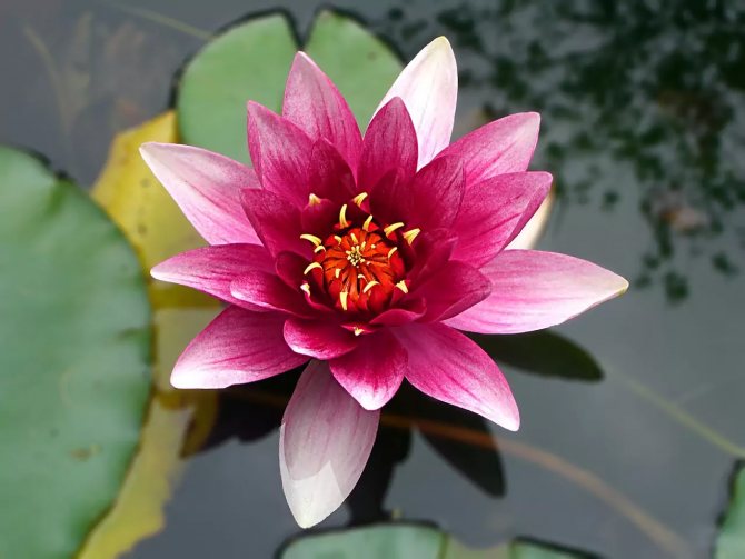 Description de la plante lotus