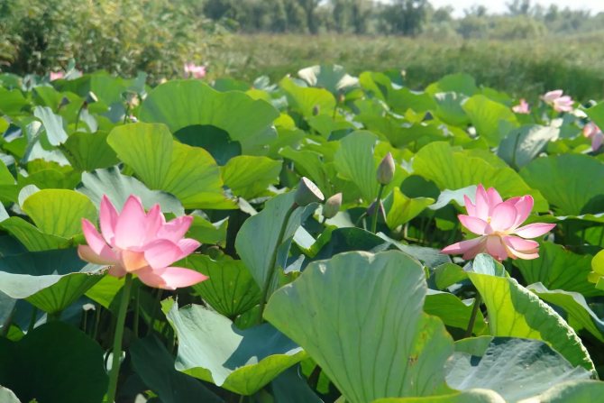 Lotus à cinq pétales