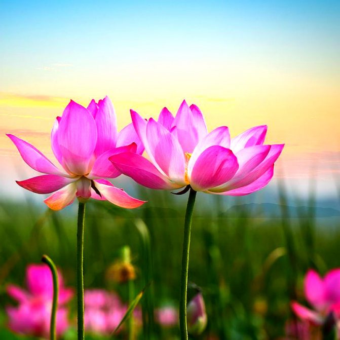 Lotus