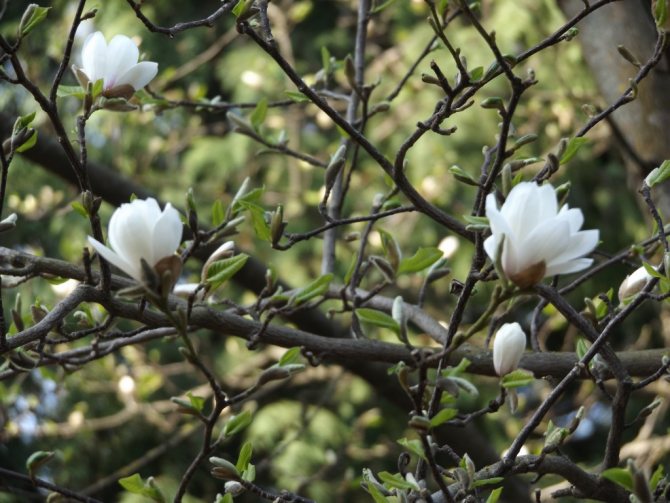 Magnolias en PGAA