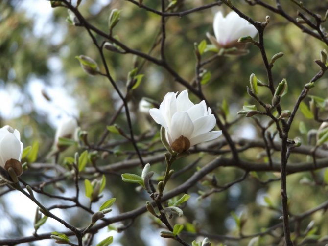 Magnolias en PGAA