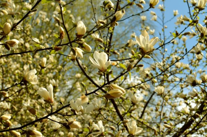 Magnolias