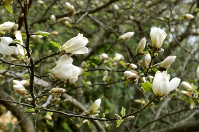 Magnolia