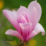 Magnolia - fleur de la pureté et du charme