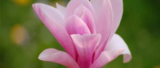 Magnolia - fleur de la pureté et du charme
