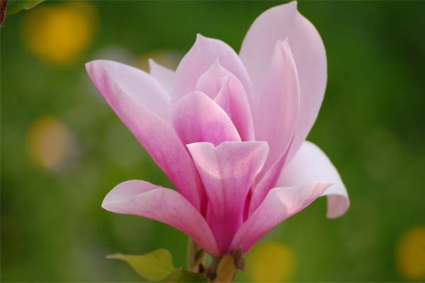 Magnolia - la fleur de la pureté et du charme