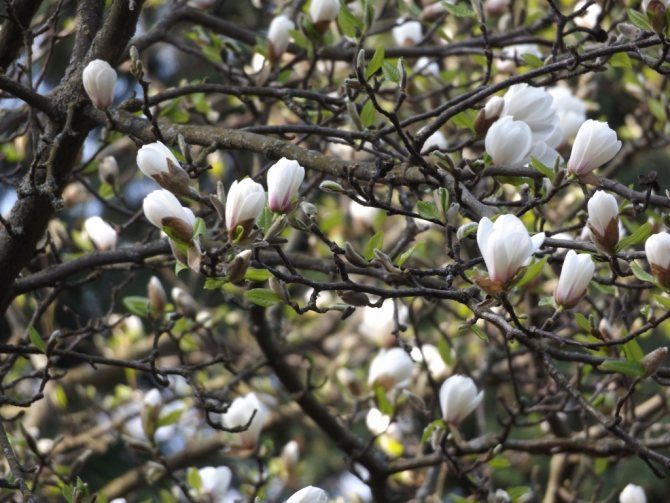 Magnolia en PGAA