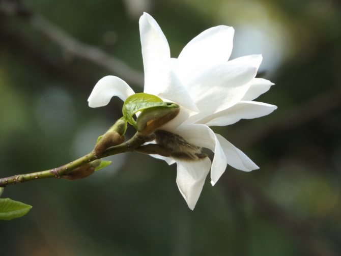 Magnolia en PGAA
