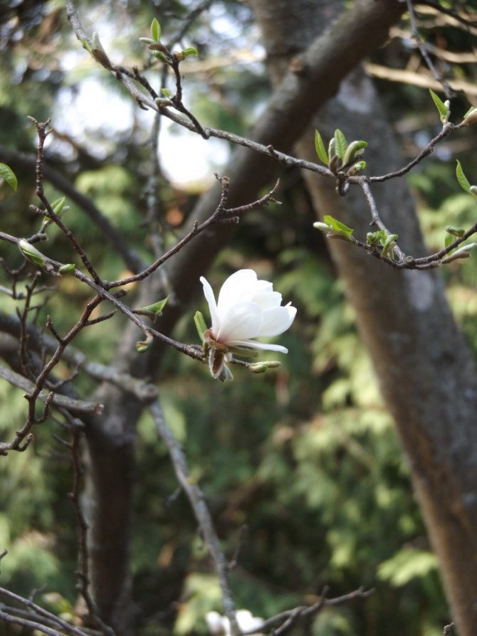 Magnolia en PGAA