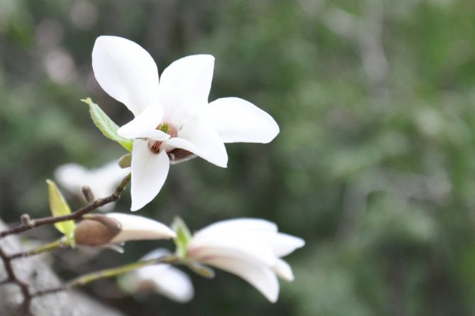 Magnolia