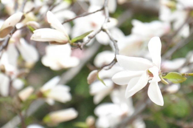 Magnolia