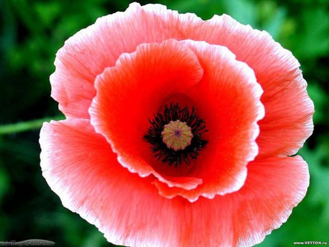 coquelicot (700x525, 59Kb)