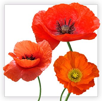 coquelicots (344x340, 92Kb)