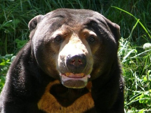 Ours malais