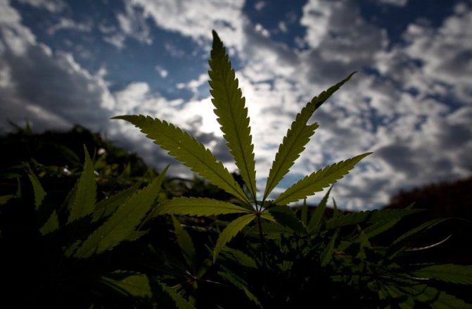 Marijuana