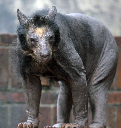 Ours sans fourrure