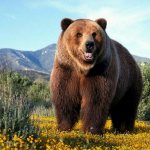 ours grizzly
