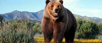 ours grizzly