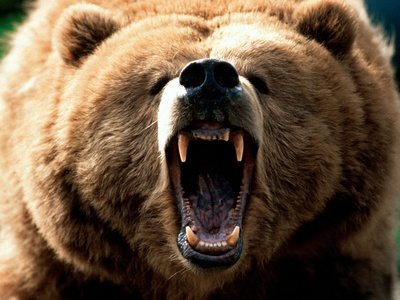 ours grizzly