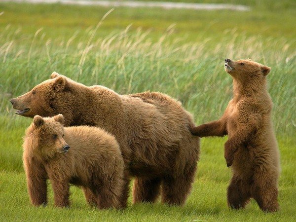 ours grizzly