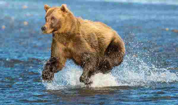 ours grizzly