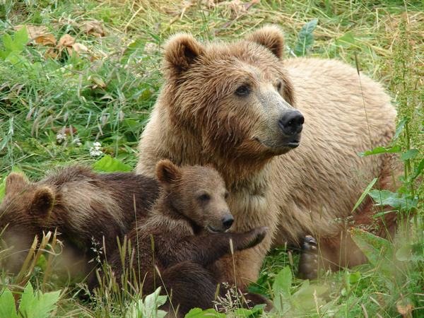 ours grizzly