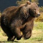 L'ours peut atteindre des vitesses allant jusqu'à 55 km/h.