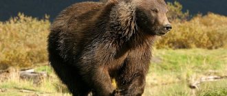 L'ours peut atteindre une vitesse de 55 km/h.
