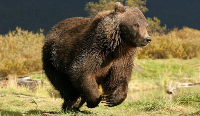 L'ours peut atteindre une vitesse de pointe de 55 km/h.