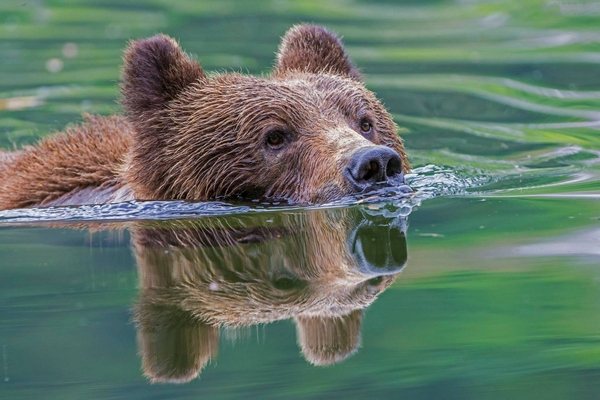 L'ours nage