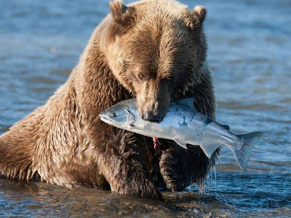 ours avec poisson