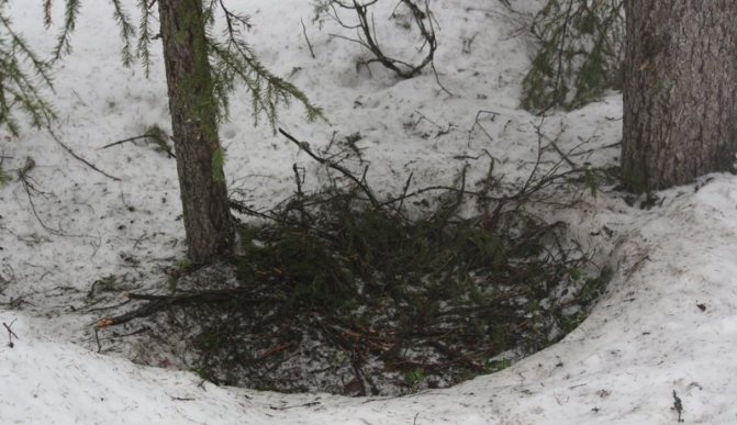 L'ours polaire fait des trous de renard sur la neige, qu'il recouvre de brindilles et de cendres de bouleau.